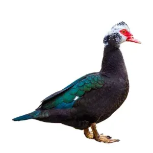 China Duck (চীনা হাঁস)